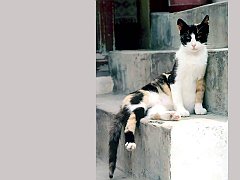 Gatti (165)